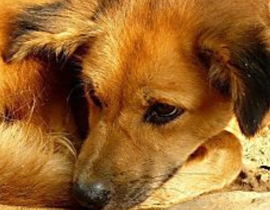 Sauce Hollandaise mit dem Zauberstab gemacht Sweetrecipes